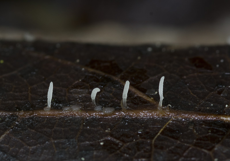 Typhula anceps